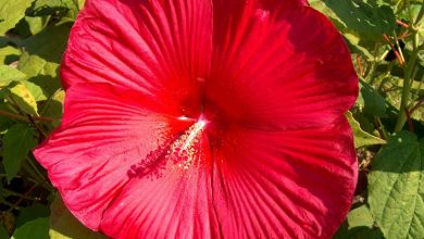 Photo of Hibiscus moschetos