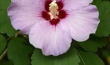 Photo of Hibiscus syriacus