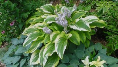 Photo of Hosta