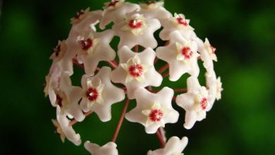 Photo of Hoya carnosa