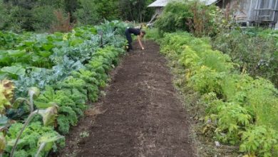 Photo of Como Jardinagem Sucesso Orgânica: 8 passos fundamentais