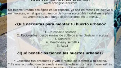 Photo of Como hortas urbanas São ou futuro na Cidade da agricultura biológica?
