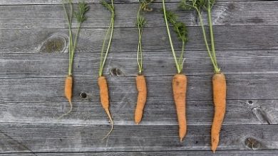 Photo of Como aumentar Crianças urbanas com hum jardim? O jardim em Casa com a família