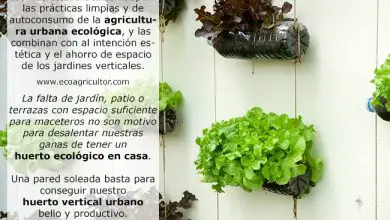 Photo of Jardim urbano vertical, A Melhor Opção em MUITO Espaços para o cultivo de pequena