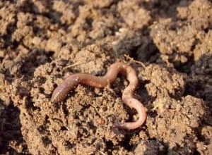 Photo of Hummus Worm: O Que É? Como preparar? Dicas usando ao-lo