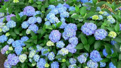 Photo of Hydrangea macrophylla