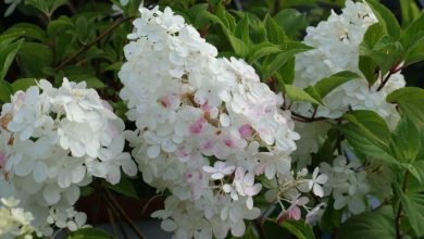 Photo of Hydrangea paniculata