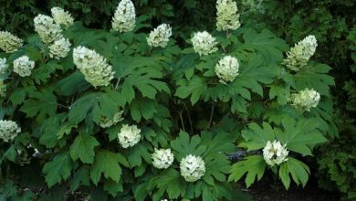 Photo of Hydrangea quercifolia