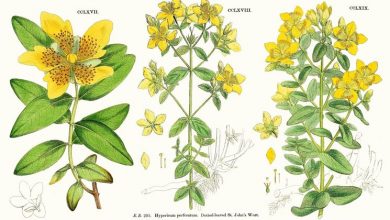 Photo of Hypericum