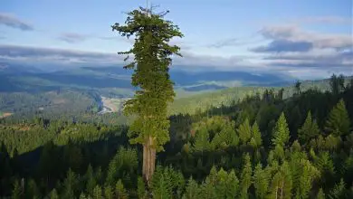 Photo of 6 Árvores únicas mundo não rápido Você DEVE CONHECER