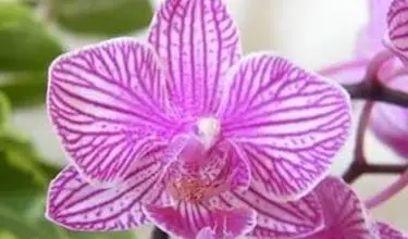 Photo of I fiori di Orchidea