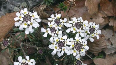 Photo of Iberis semperflorens