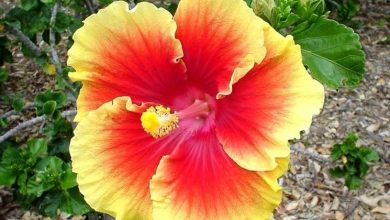 Photo of Hibisco gigante