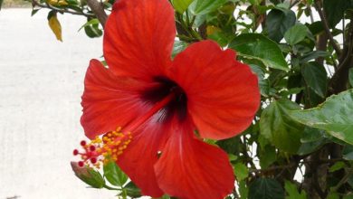 Photo of Hibisco vermelho