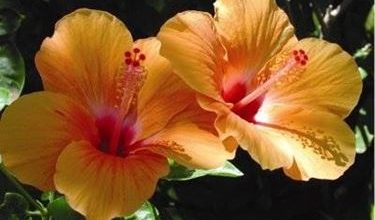 Photo of Hibiscus