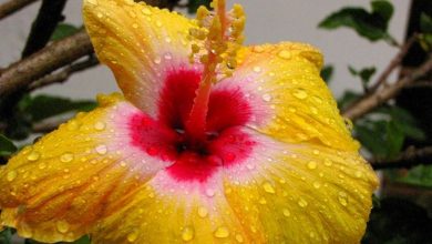 Photo of Hibiscus