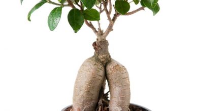 Photo of O ficus ginseng