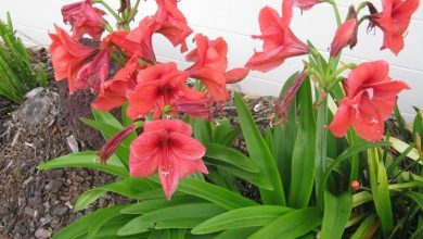 Photo of O gênero Hippeastrum