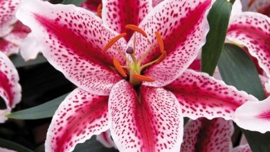 Photo of Il genere Lilium