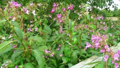 Photo of Impatiens nova guiné
