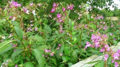 Photo of Impatiens nova guiné