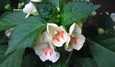 Photo of Impatiens
