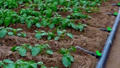 Photo of Sistemas de irrigação por gotejamento