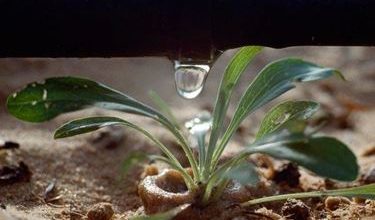 Photo of Sistema de irrigação por gotejamento