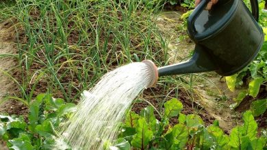 Photo of Sistema de irrigação de jardim