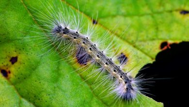 Photo of Infestação de lagarta americana