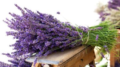 Photo of Infusão de lavanda