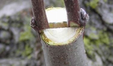 Photo of Enxertia de plantas frutíferas