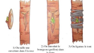 Photo of Enxerto de plantas frutíferas