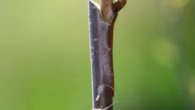 Photo of Enxerto rachado de cerejeira