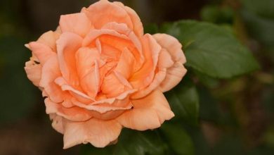 Photo of Enxerto de rosa