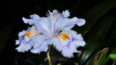 Photo of Iris Japonica