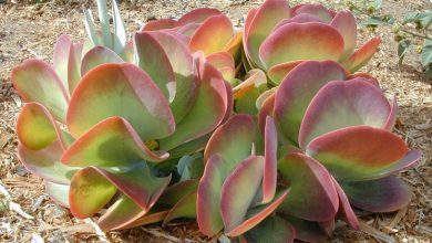 Photo of Cuidado Kalanchoe