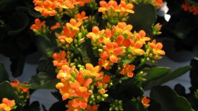 Photo of Planta Kalanchoe