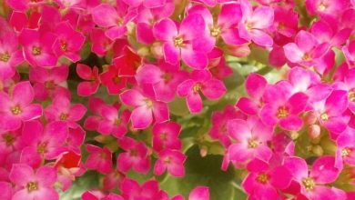 Photo of Kalanchoe