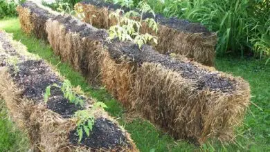 Photo of Cultivando em Straw Bale