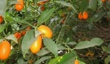 Photo of Kumquat – Fortunella spp.