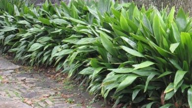 Photo of A aspidistra