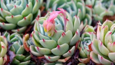 Photo of L’Echeveria