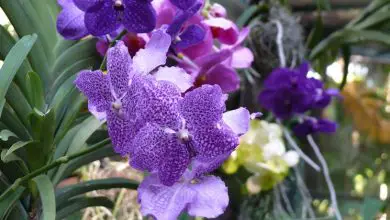 Photo of A orquídea vanda