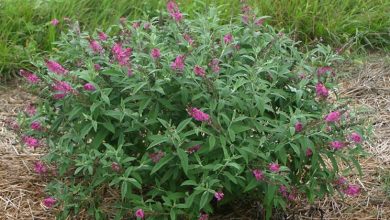 Photo of A buddleia