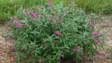 Photo of A buddleia