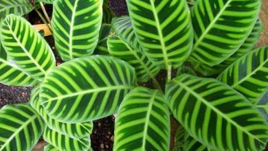 Photo of The Calathea