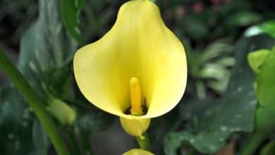 Photo of O calla