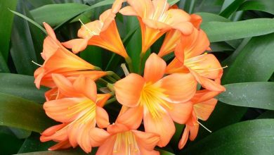 Photo of La Clivia