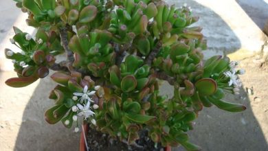 Photo of The Crassula